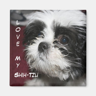 Íman Ame meu Shih-Tzu