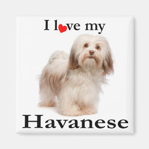 Íman Ame O Meu Magnet Havanês