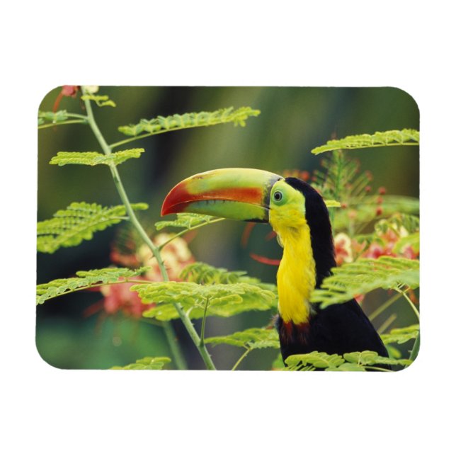 Íman América Central, Honduras. Tucano-bico-de-querer (Horizontal)
