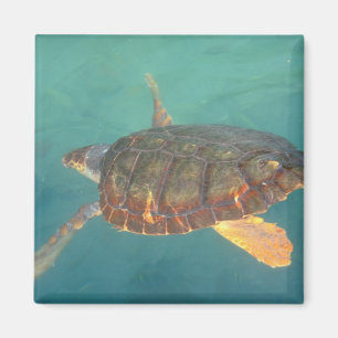 Íman América Central, Panamá, Bocas Del Torro