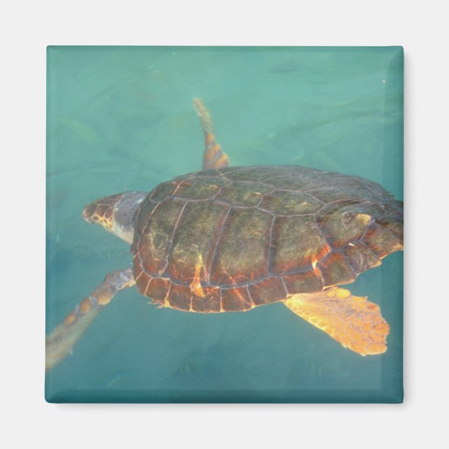 Íman América Central, Panamá, Bocas Del Torro (Frente)