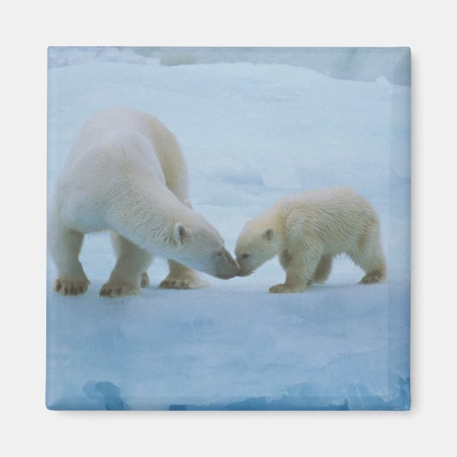 Íman América do Norte, Ártico Canadense. Urso polar (Frente)