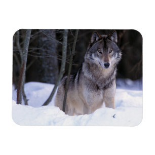 Íman America do Norte, Canadá, Canadá oriental, lobo