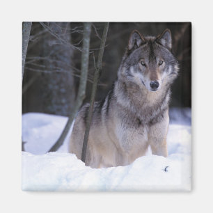 Íman América do Norte, Canadá, Canadá Oriental, lobo-Ci