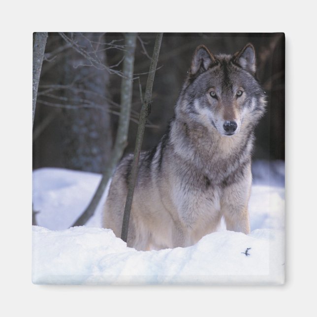 Íman América do Norte, Canadá, Canadá Oriental, lobo-Ci (Frente)