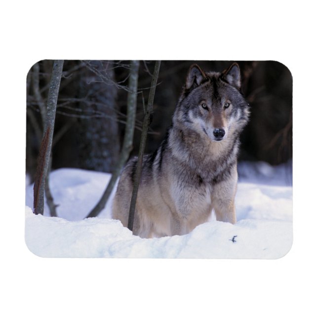 Íman América do Norte, Canadá, Canadá Oriental, lobo-Ci (Horizontal)