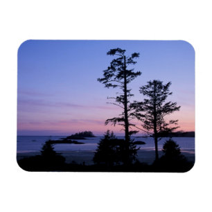 Íman América do Norte, Canadá, Ilha de Vancouver, árvor