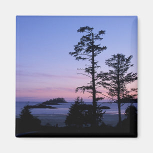 Íman América do Norte, Canadá, ilha de Vancouver, árvor