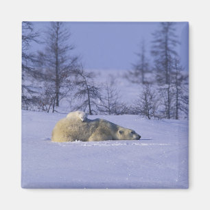 Íman América do Norte, Canadá, Manitoba, Churchill