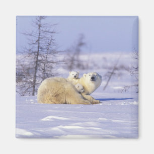 Íman América do Norte, Canadá, Manitoba, Churchill. 9
