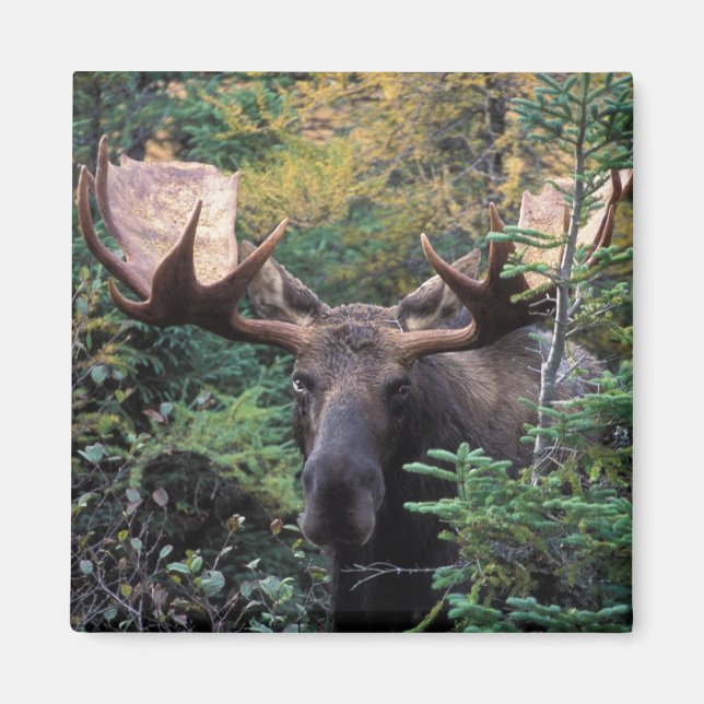 Íman América do Norte, Canadá, Nova Escócia, Cabo Bretã (Frente)