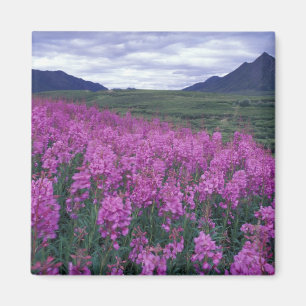Íman América do Norte, Canadá, Yukon. Fireweed floresce