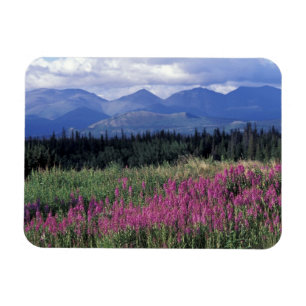 Íman América do Norte, Canadá, Yukon. Flora de fogo flo