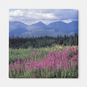 Íman América do Norte, Canadá, Yukon. Flores de mata