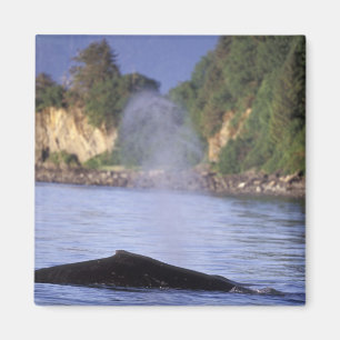 Íman América do Norte, EUA, Alasca, Dentro Passage.