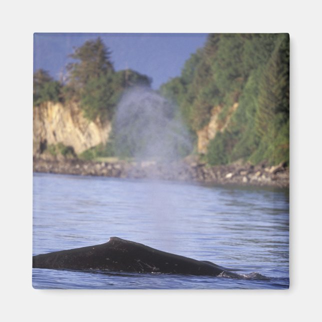 Íman América do Norte, EUA, Alasca, Dentro Passage. (Frente)