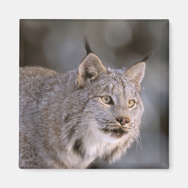 Íman América do Norte, EUA, Alasca, Haines. Lynx (Felis (Frente)