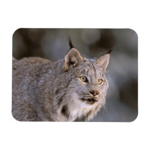 Íman America do Norte, EUA, Alaska, Haines. Lince