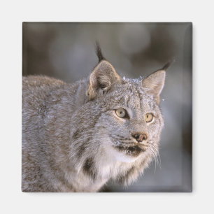 Íman America do Norte, EUA, Alaska, Haines. Lince