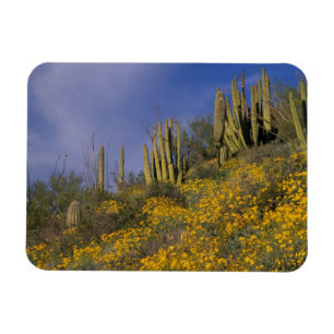 Íman América do Norte, EUA, Arizona, Cacto de Órgão