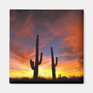 Íman América do Norte, EUA, Arizona, Deserto de Sonora.