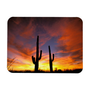 Íman América do Norte, EUA, Arizona, Deserto de Sonora.