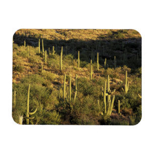 Íman América do Norte, EUA, Arizona, Deserto de Sonora