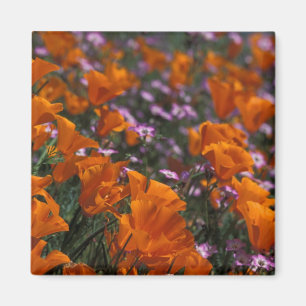 Íman América do Norte, EUA, Califórnia, Antelope Vall