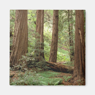 Íman América do Norte, EUA, Califórnia, Big Sur,