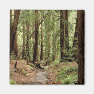 Íman América do Norte, EUA, Califórnia, Big Sur, 3