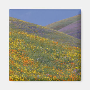 Íman América do Norte, EUA, Califórnia, Los Angeles