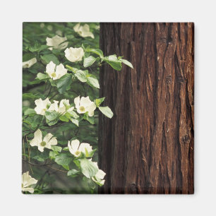 Íman América do Norte, EUA, Califórnia, Yosemite 3