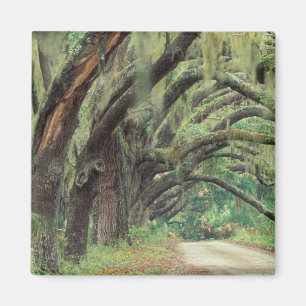 Íman América do Norte, EUA, Geórgia, Cumberland 2