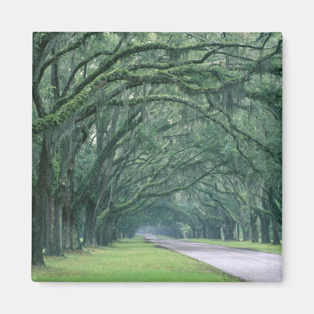 Íman América do Norte, EUA, Geórgia, Savana, (Frente)