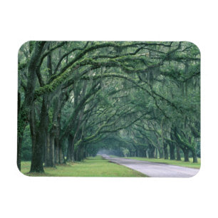 Íman América do Norte, EUA, Geórgia, Savannah,