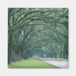 Íman América do Norte, EUA, Geórgia, Savannah,