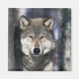 Íman América do Norte, EUA, Minnesota. Lobo Canis