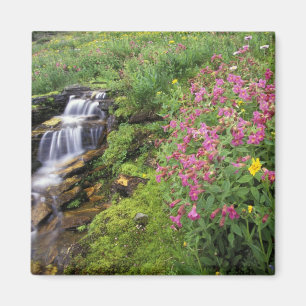 Íman América do Norte, EUA, Montana, Glacier National 4