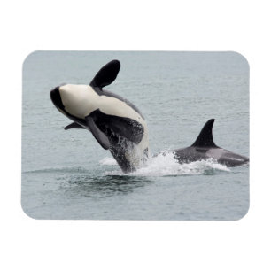 Íman América do Norte, EUA, Washington, San Juan