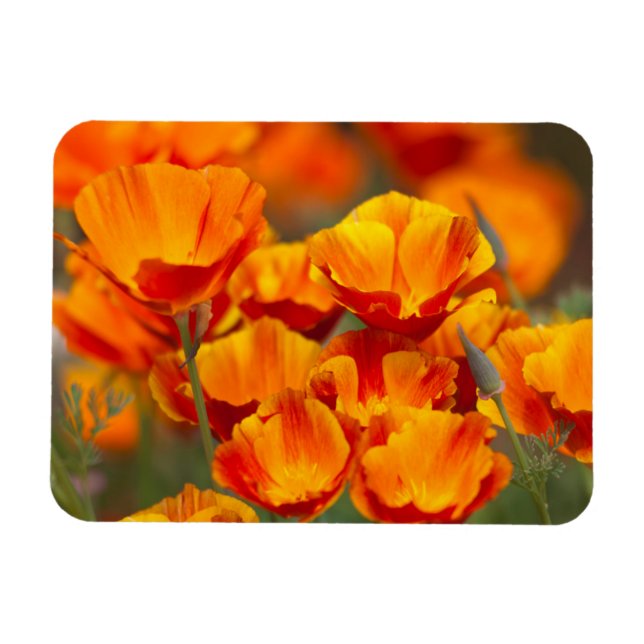 Íman América do Norte, EUA, Washington, Seattle (Horizontal)