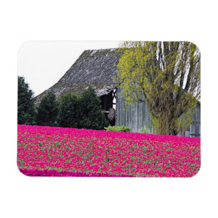 Íman América do Norte, EUA, Washington, Vale de Skagit.