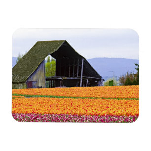 Íman América do Norte, EUA, Washington, Vale de Skagit.