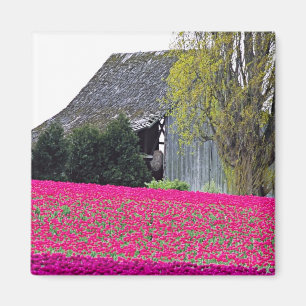 Íman América do Norte, EUA, Washington, Vale de Skagit.