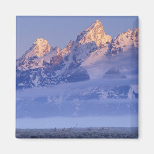 Íman América do Norte, EUA, Wyoming, Parque Nacional Gr