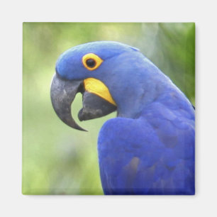 Íman América do Sul, Brasil, Pantanal