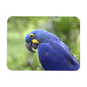 Íman América do Sul, Brasil, Pantanal