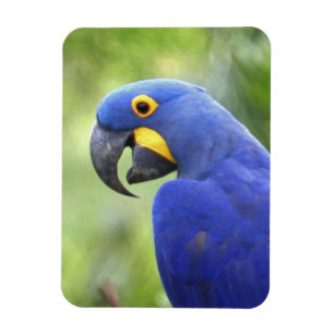 Íman América do Sul, Brasil, Pantanal