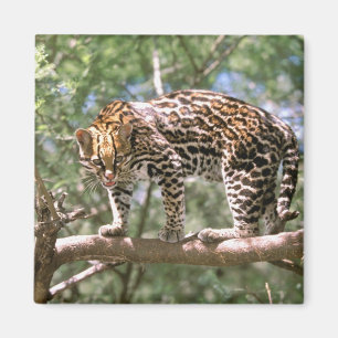 Íman América do Sul, Equador, Amazônia. Ocelote