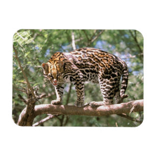 Íman América do Sul, Equador, Amazônia. Ocelote
