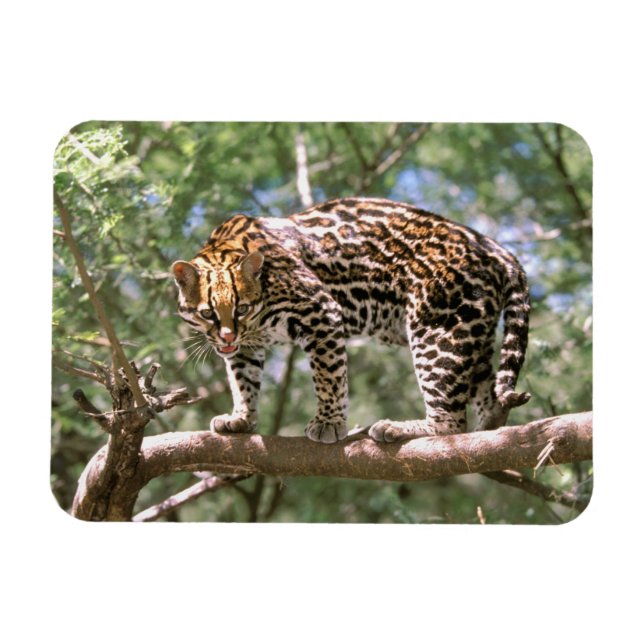 Íman América do Sul, Equador, Amazônia. Ocelote (Horizontal)